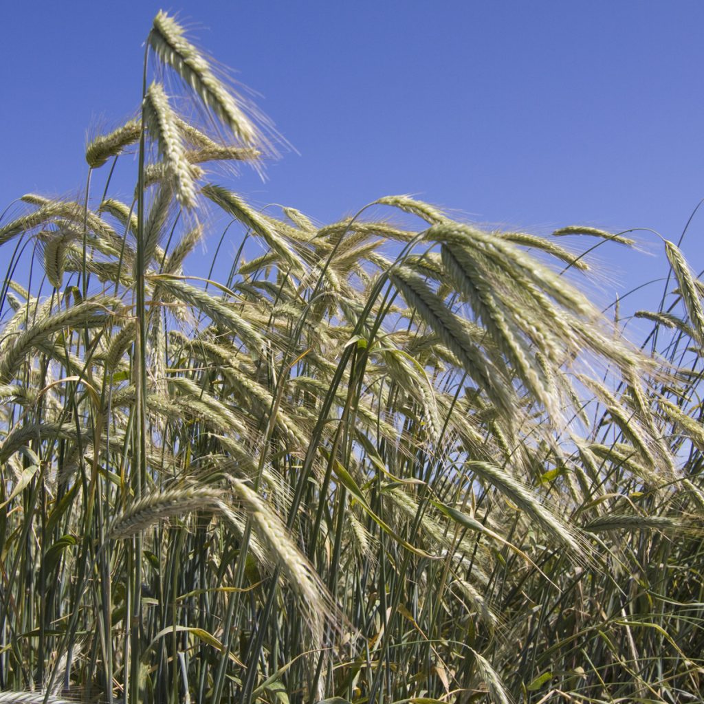 VARDA / őszi rozs (zöldrozs)