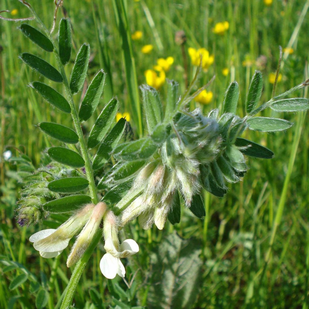 DETENICKA PANONSKA / pannonbükköny