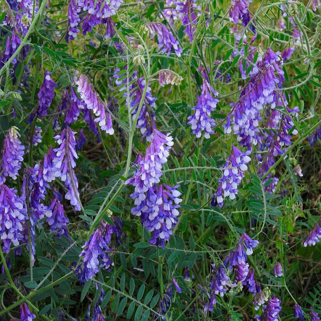 HUNGVILLOSA / szöszösbükköny