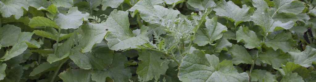 Zöldugar és takarónövény keverékek