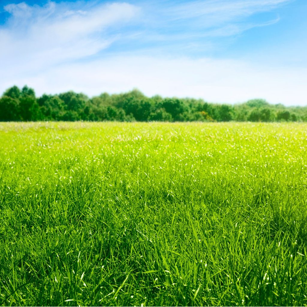 Zöldugar 35 % lucerna arány