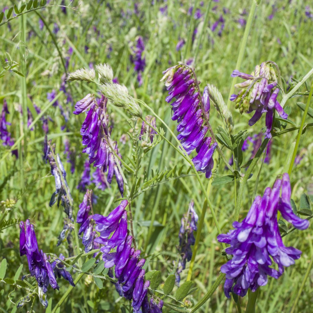 EMMA / tavaszi bükköny