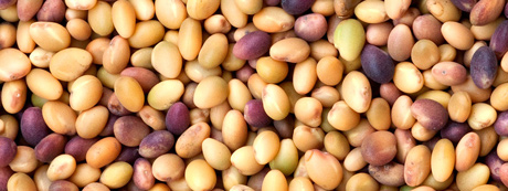 Vetőmag termeltetés