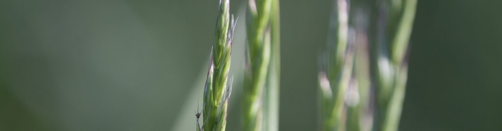 A fűfajok és változataik részletes jellemzése