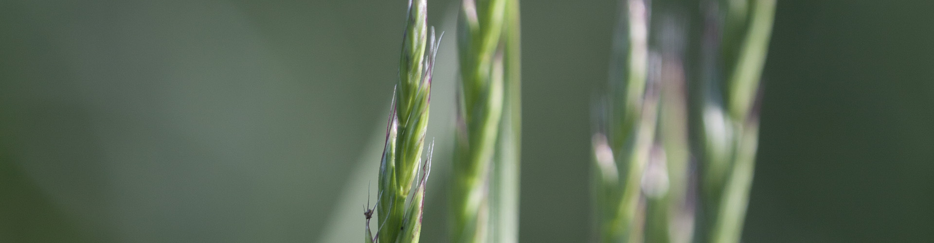 A fűfajok és változataik részletes jellemzése