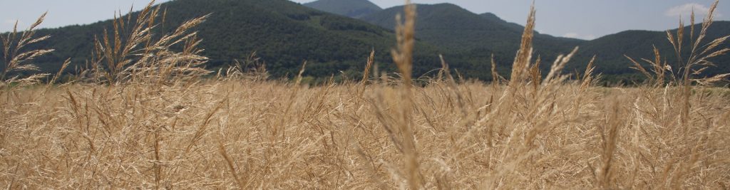 Takarmányfüvek fejlődése keverékben vetve