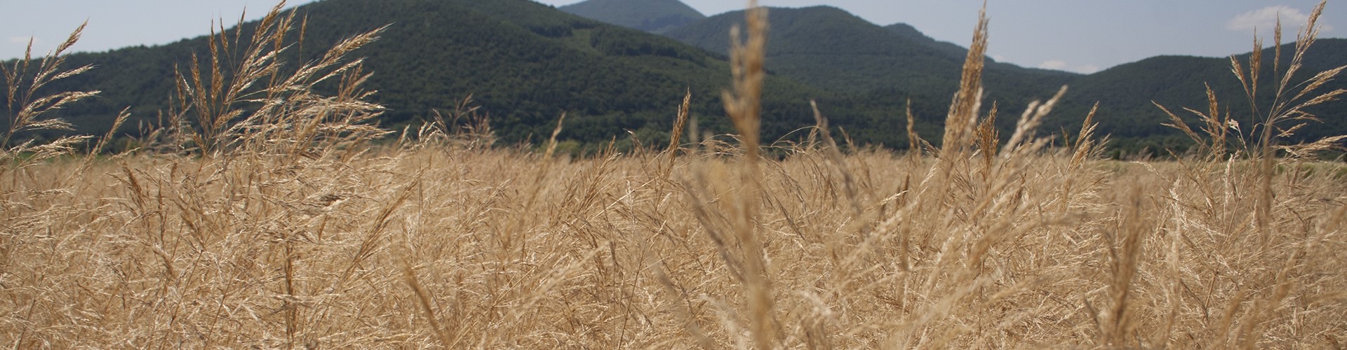 Takarmányfüvek fejlődése keverékben vetve