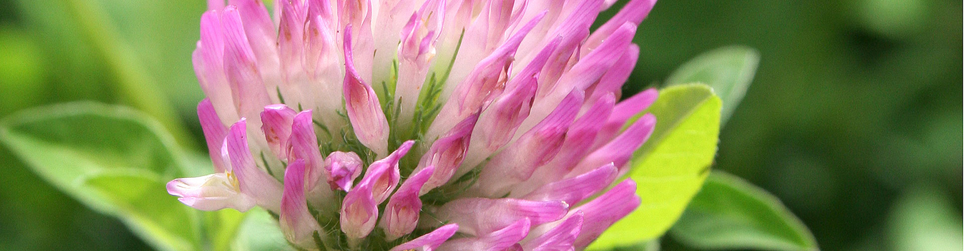 Takarmánynövények jellemzése