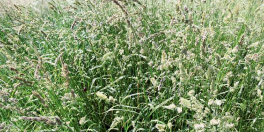 Potenciális vetőmagpiaci szereplő lett a Pannon-Mag-Agrár Kft.